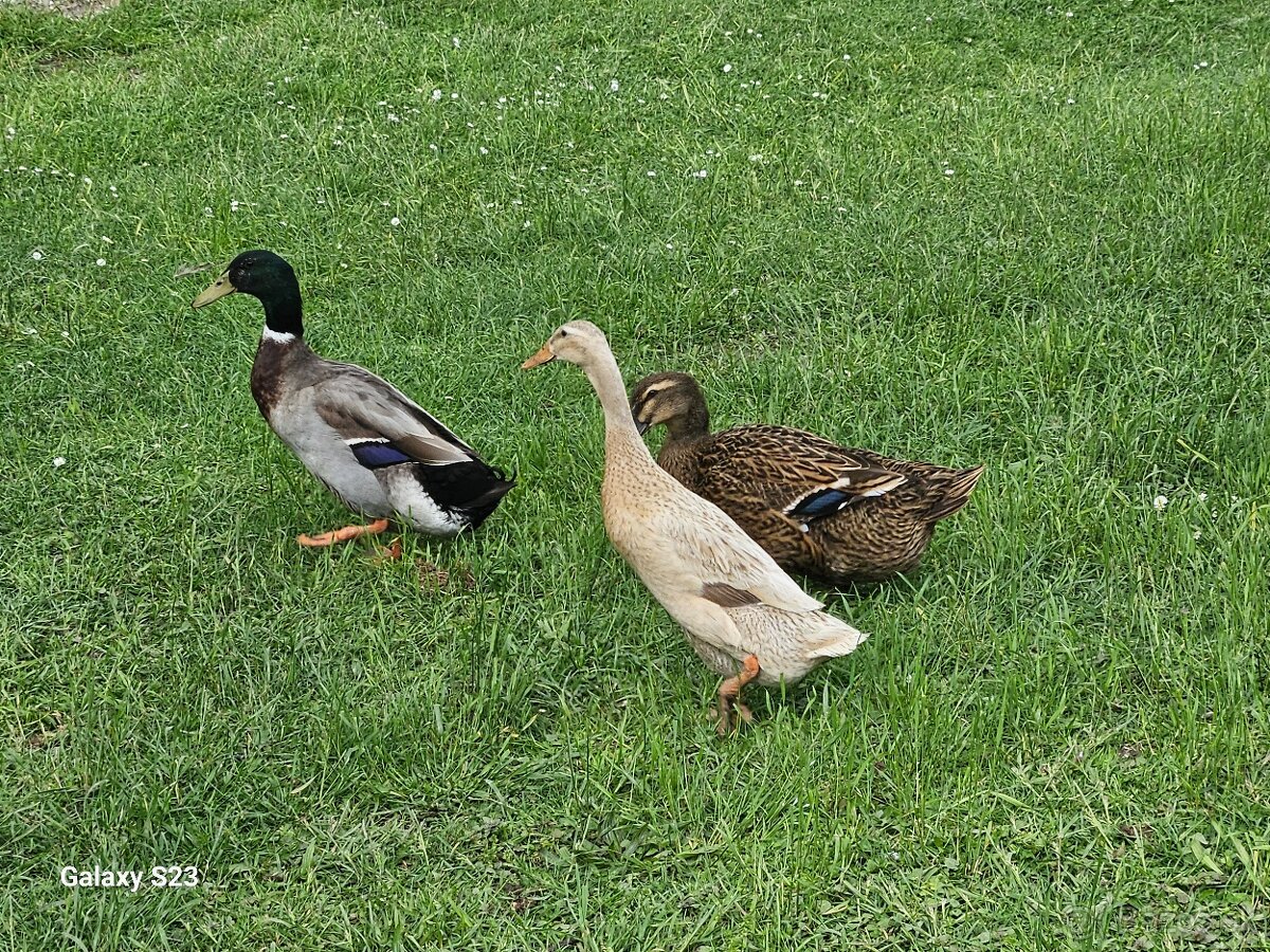 Predám kačacie nasadové vajíčka - 7