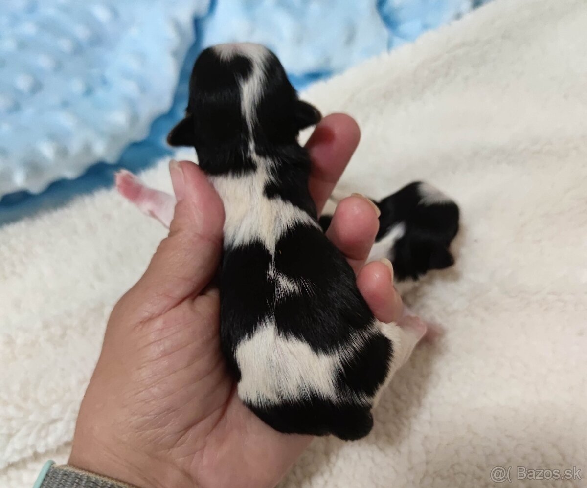 Biewer Yorkshire terrier - 7