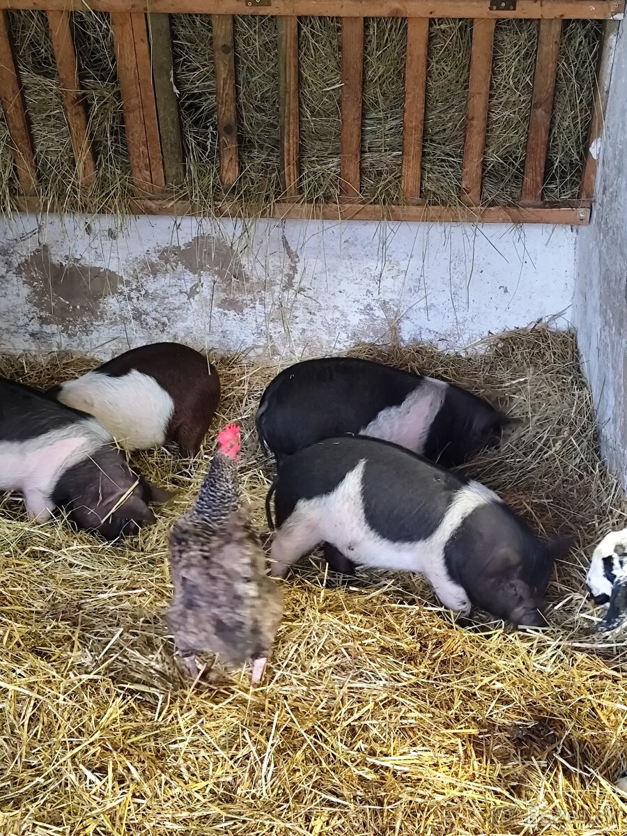 Presticke Prasa x kune kune odstavcata - 7