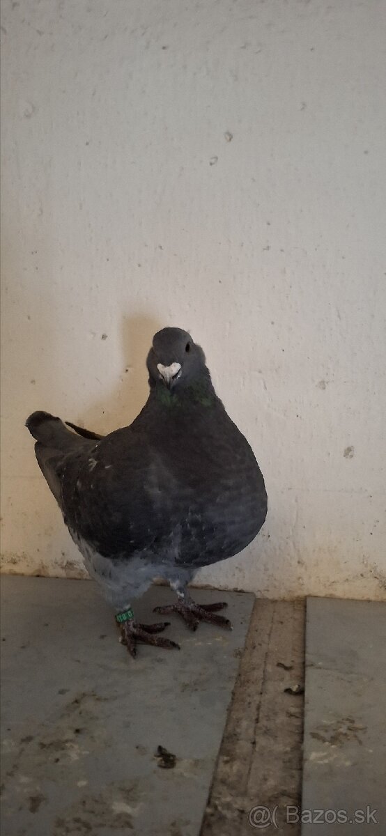 Holuby gigant homer - 7