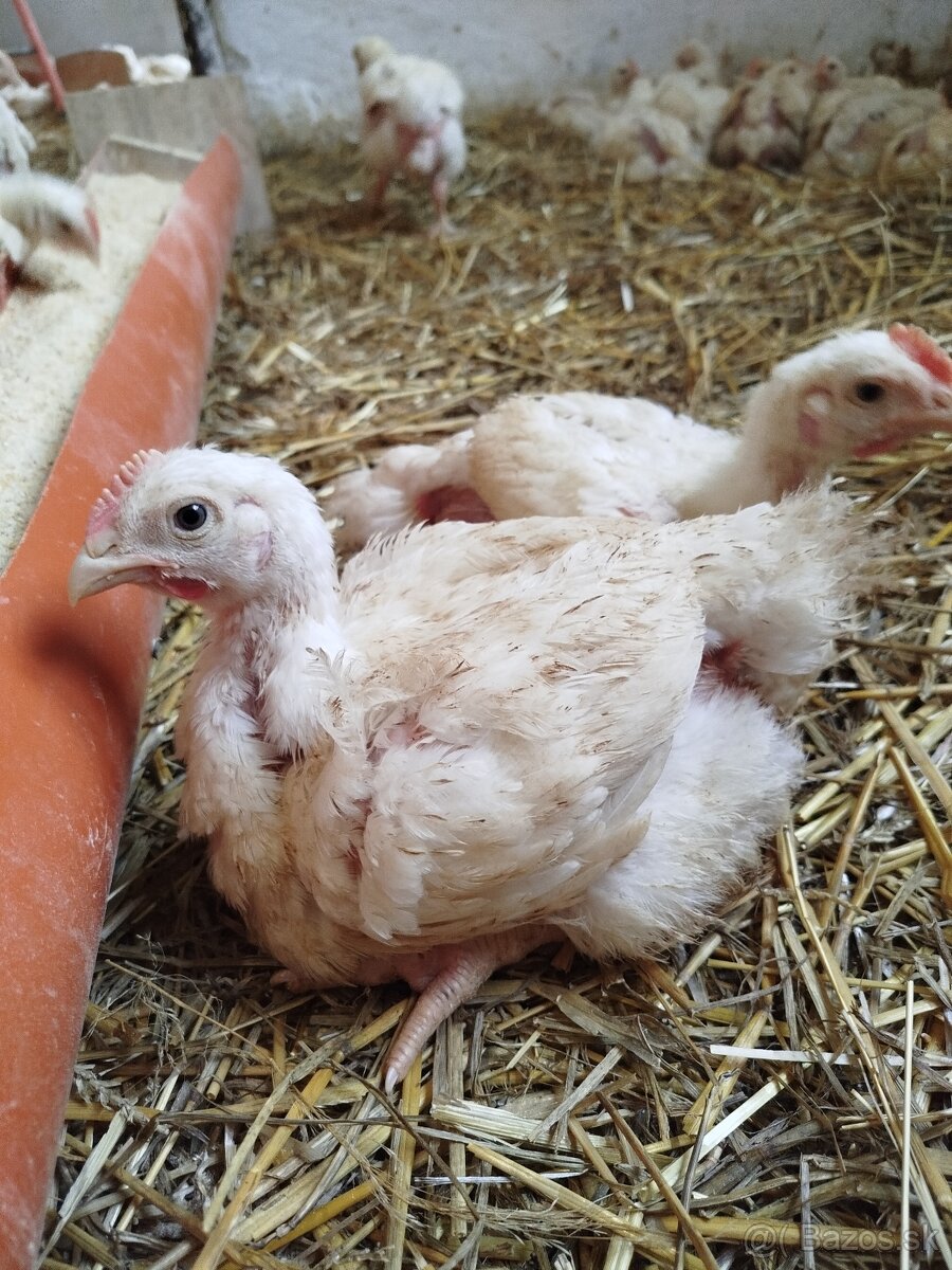 Brojlerove kurčatá - 7