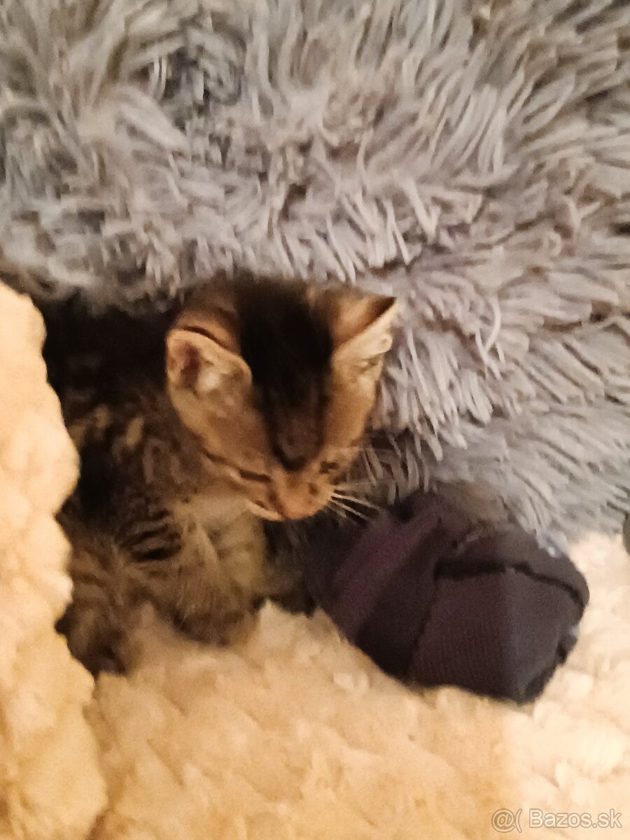 Darujem mačiatka do dobrých ruk - 7