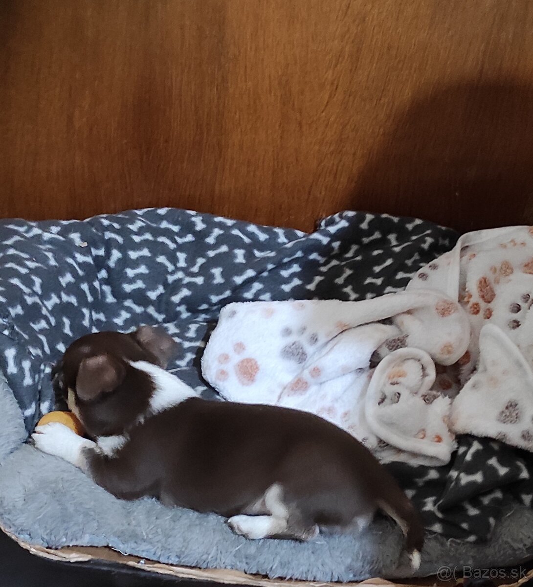 Čivava krátkosrsta. - 7