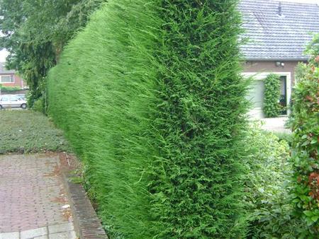 Cyprusovec leylandsky 2001, zivy plot - 7