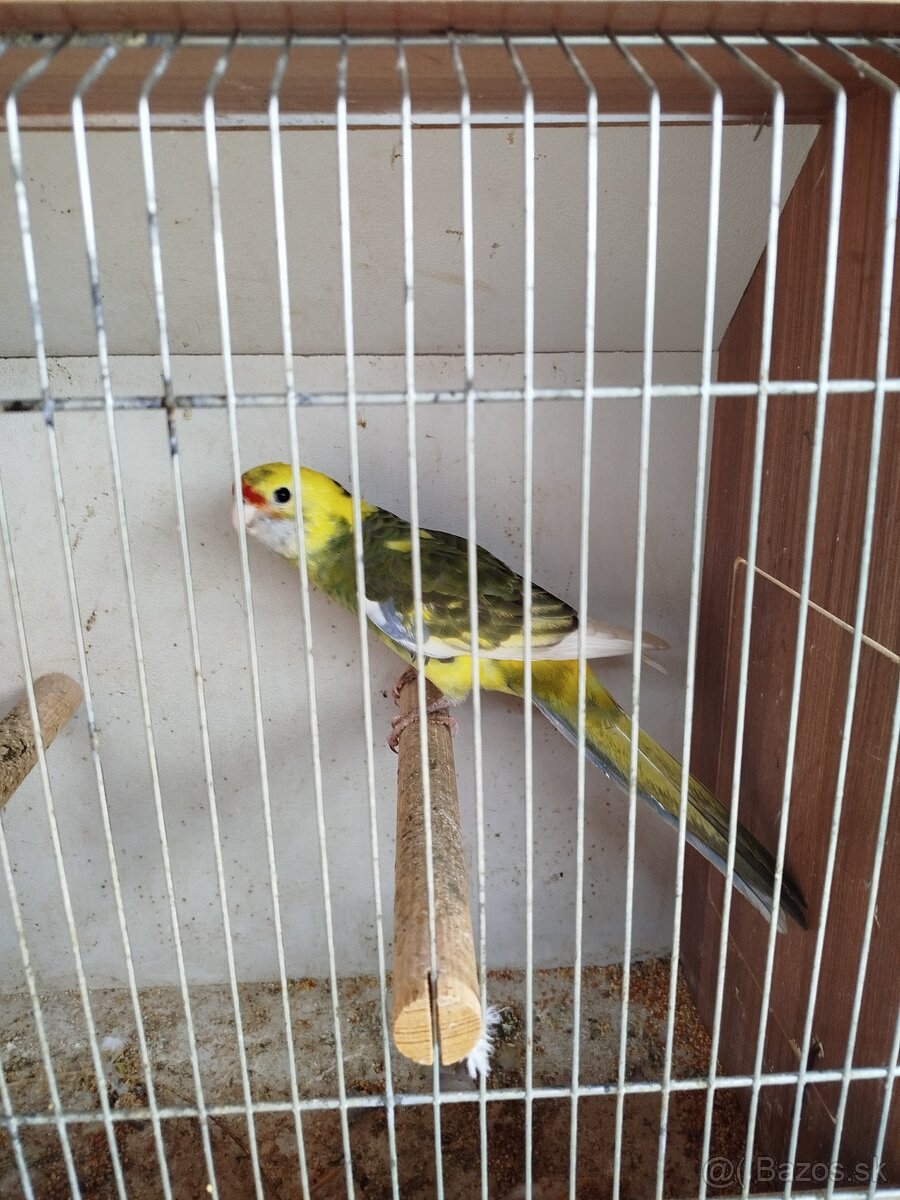 NOFEMA, ROZELA a AGAPORNISI - 7