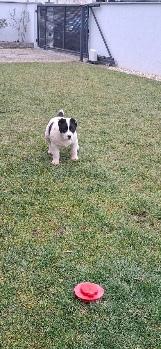 Stredoázijsky ovčiak - 7