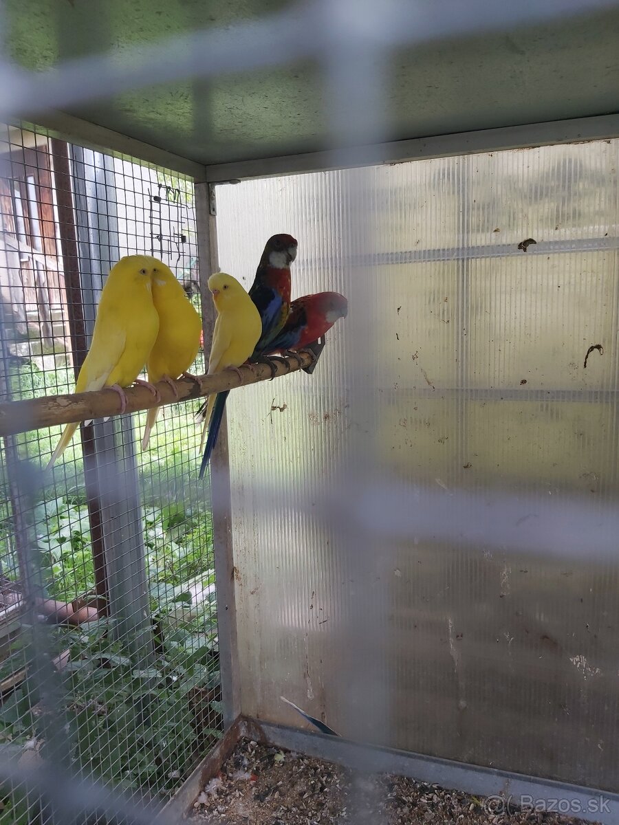 Predám rôzne druhy papagájov - 7