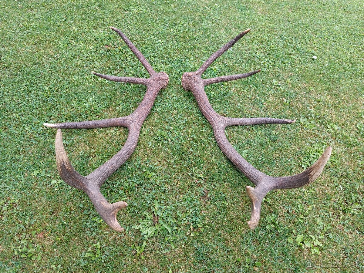 Trofej trofeje paroh parohy parozie zhody - 7