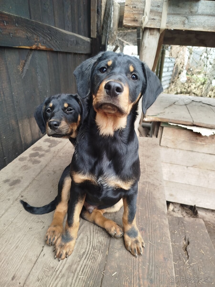 Darujem Šteniatká - 7