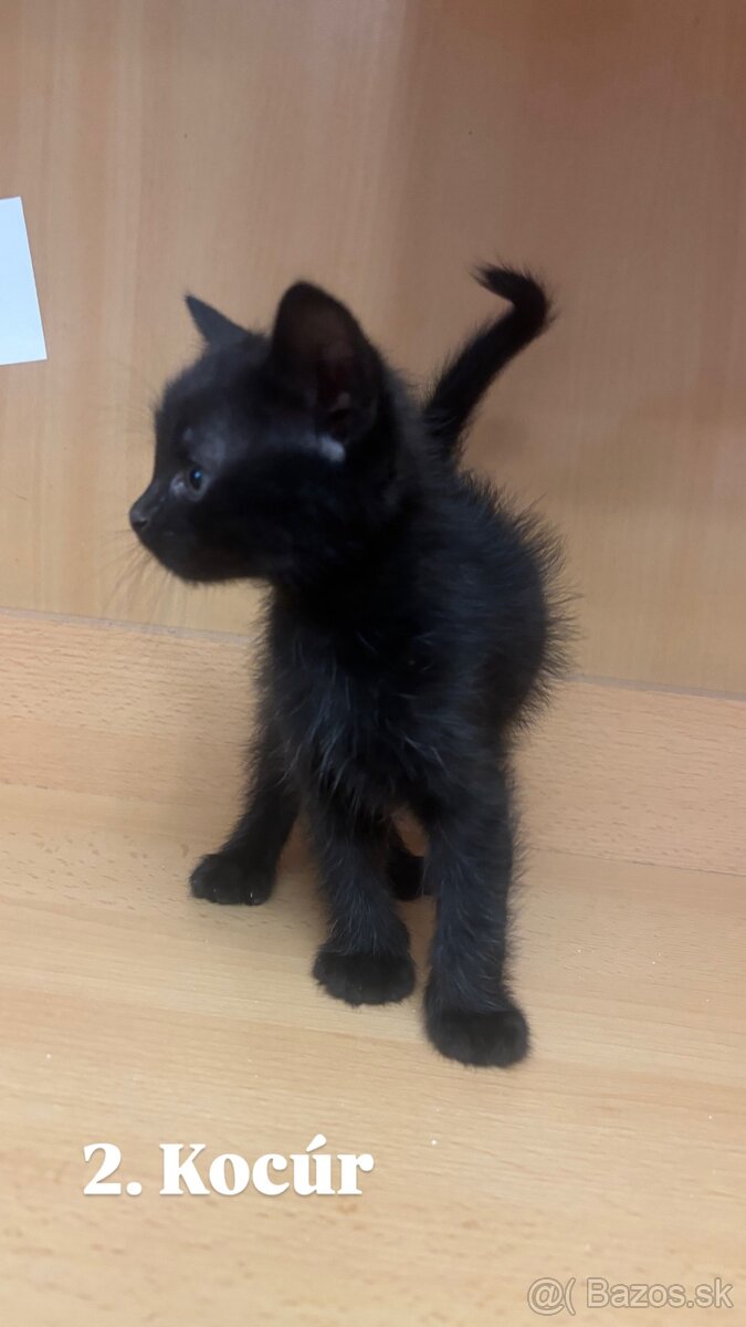 Darujem mačiatká - 7