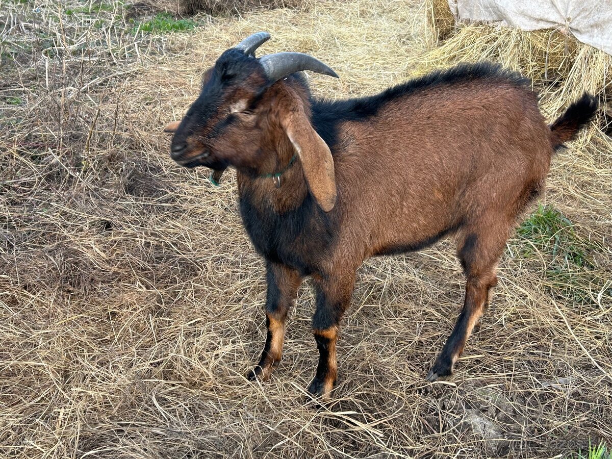 Krytie - anglonubijsky cap - 7