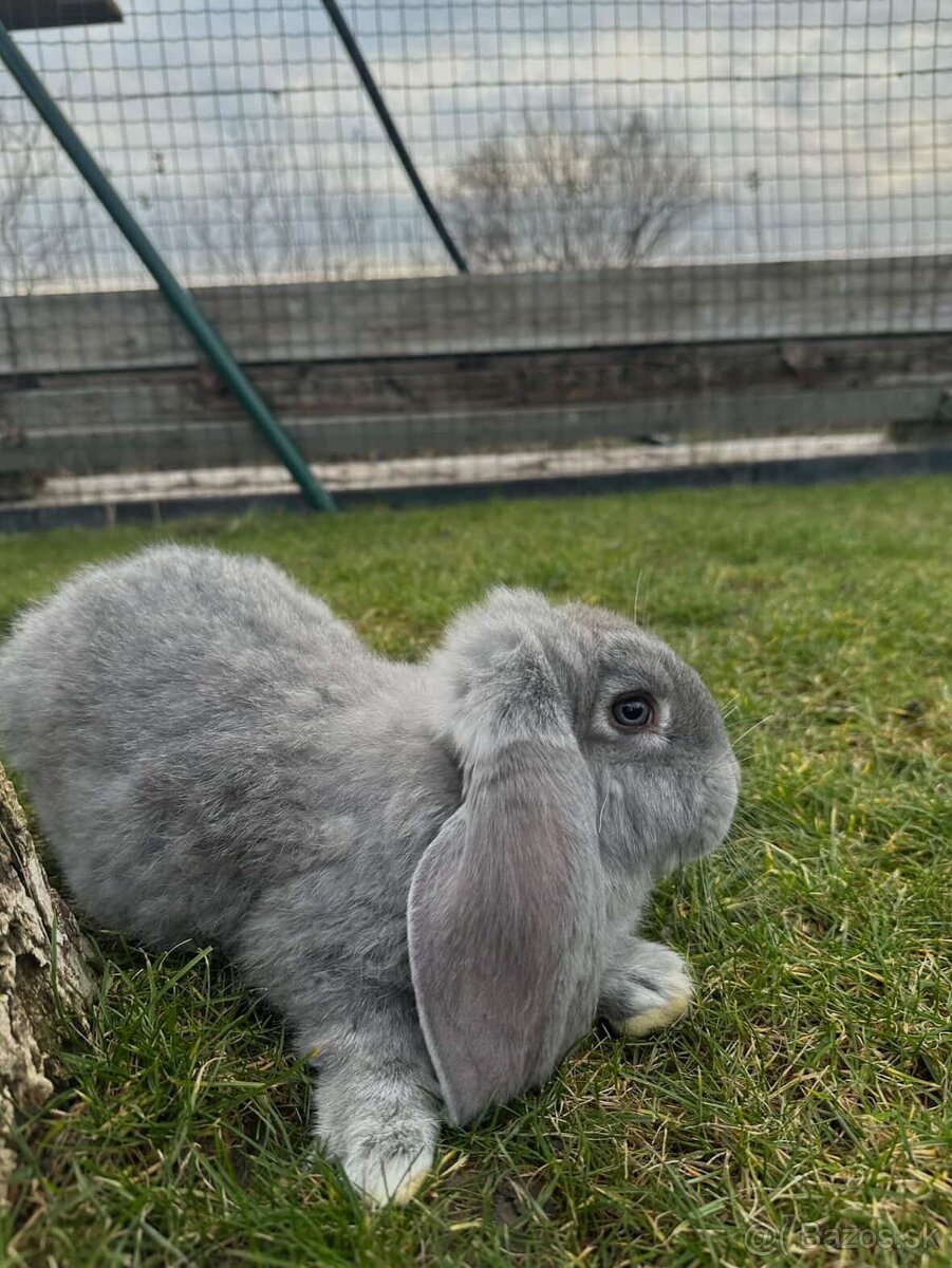 Králiky ( francúzsky baran ) - 7