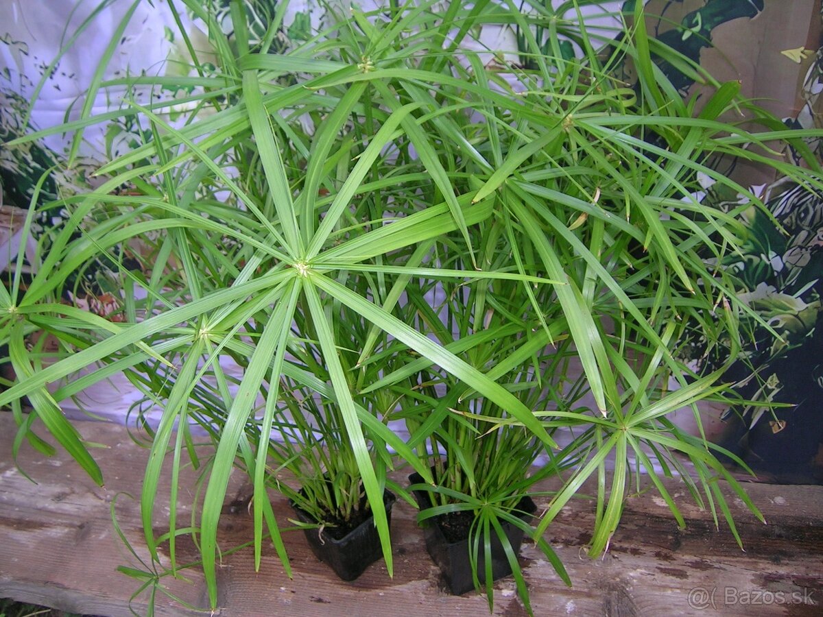 Šachor striedavolistý - Umbrella papyrus - 7