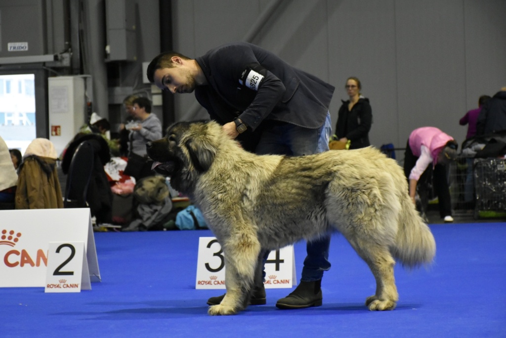 Kaukazský ovčiak - 7