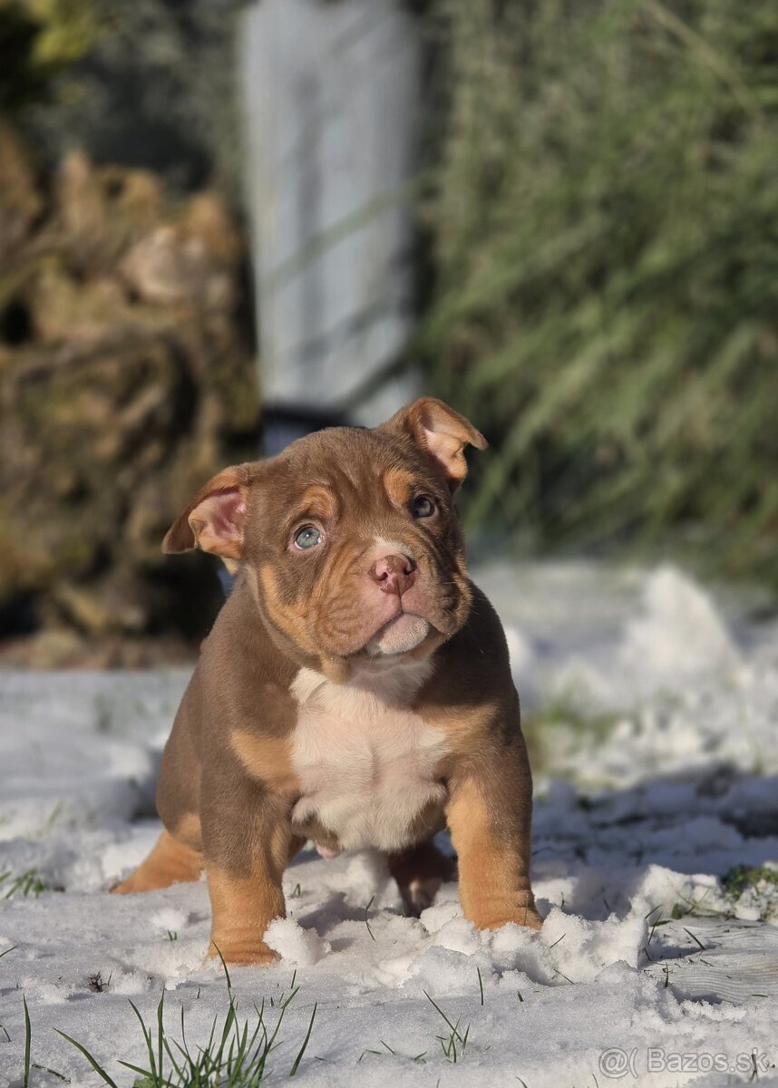American Bully štandard - 7