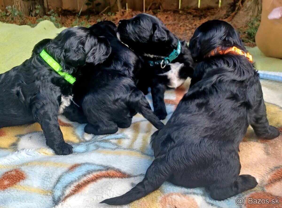 12 ks rozlišovací obojok šteniatko mačiatko - 7