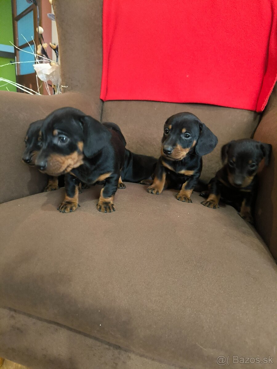 Jazvečík krátkosrstý - 7