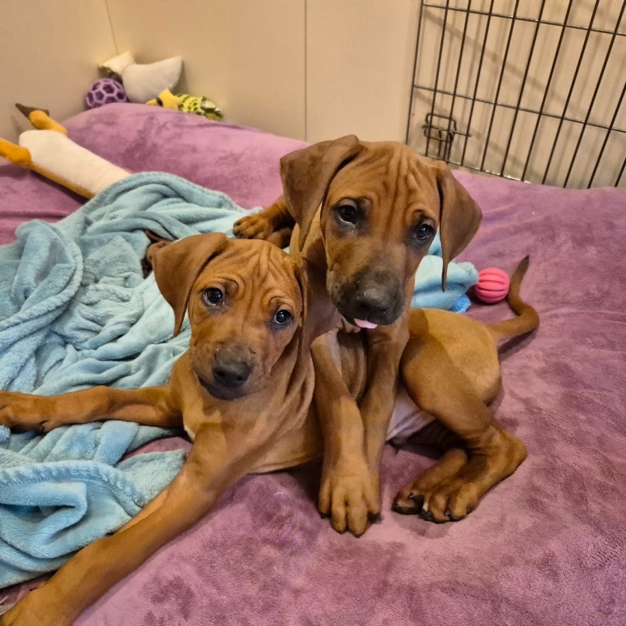 Rhodesian Ridgeback - vymazlená štěňátka s PP - 7