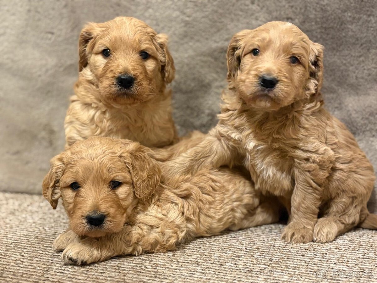Goldendoodle - 7