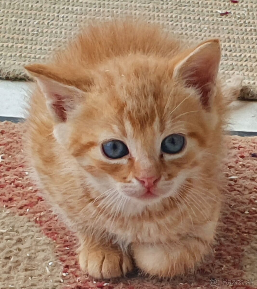 Mačičky (1x mačička, 1x kocúrik) 2-mesačné - 7