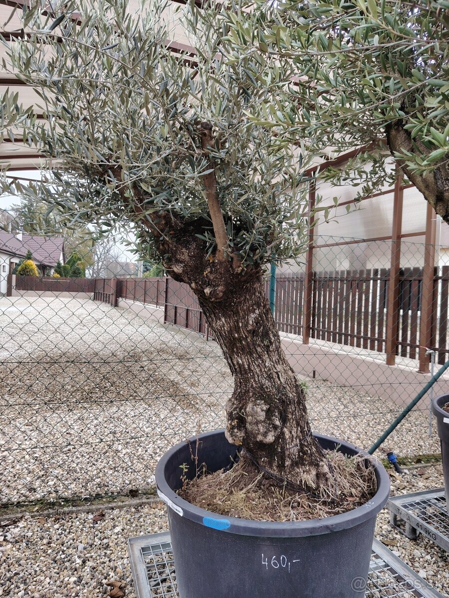 Olivovník europea - 7