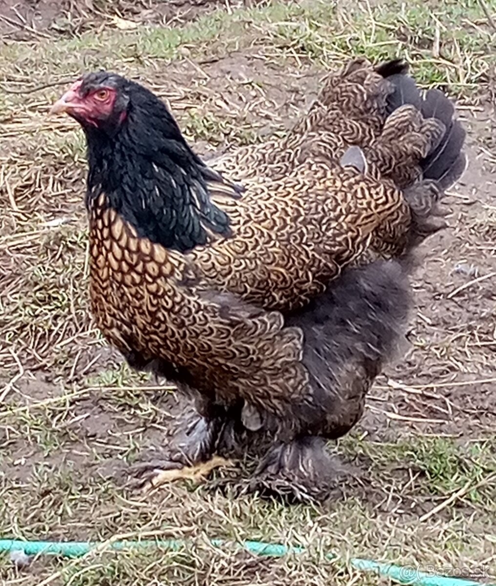 Brahmanka zlato čierna vajcia - 7