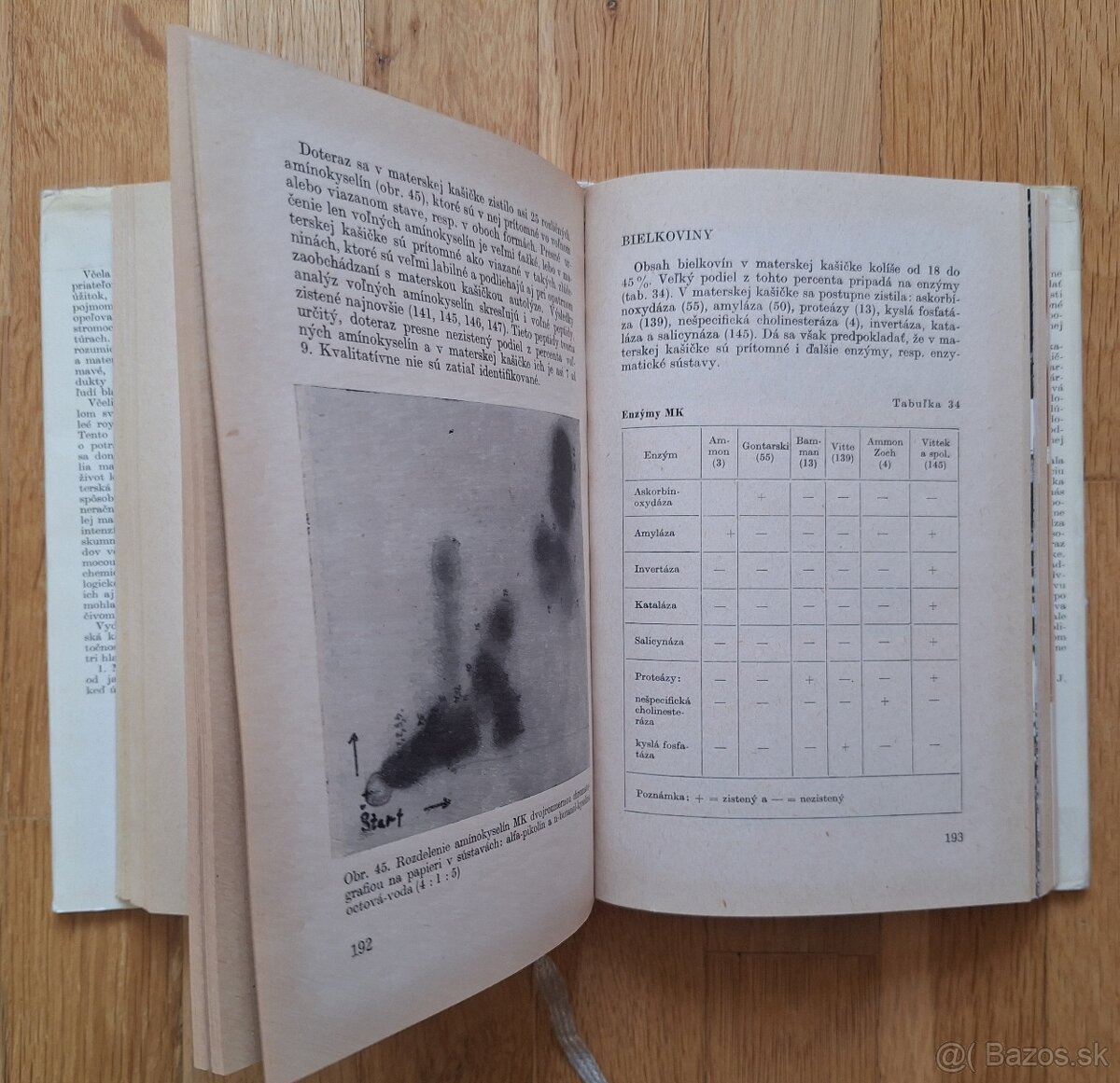 Vcelia materska kasicka - 7