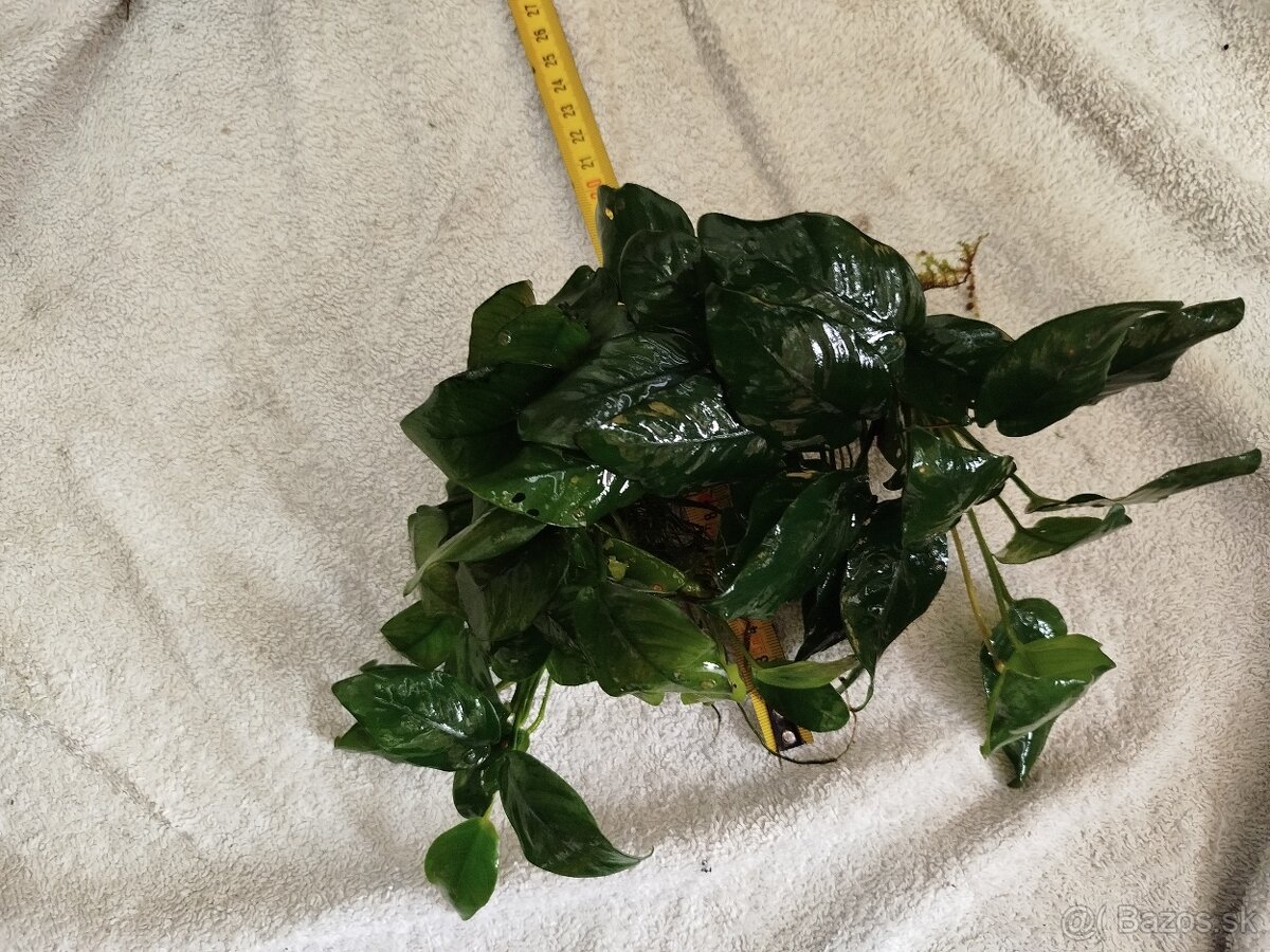 Predám veľké Anubiasy - 7