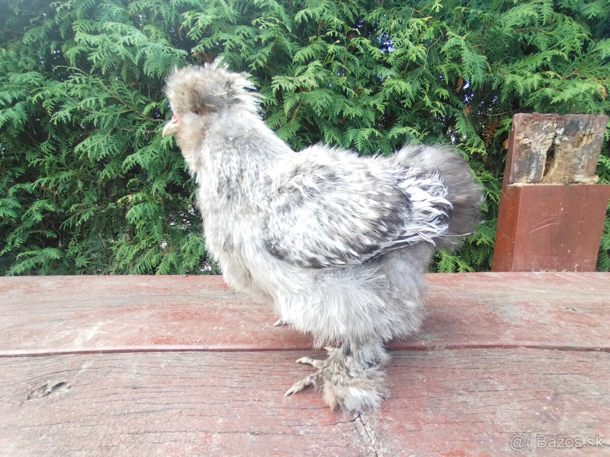 Kohúty Hodvabnicky - 7