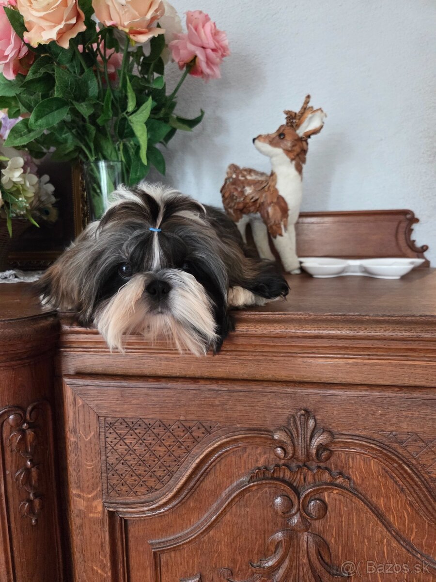 Shih tzu s pp FCI - 7
