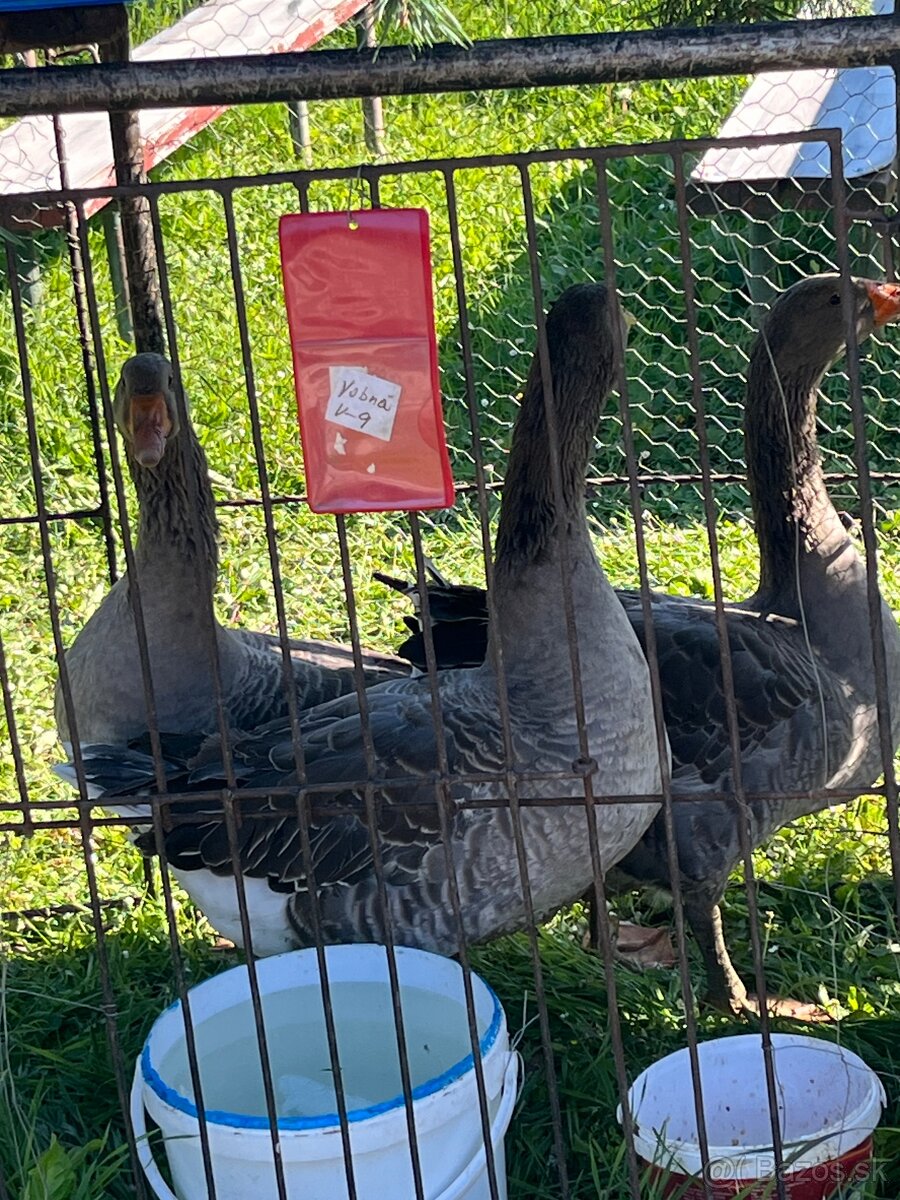 Landenské húsky - 7