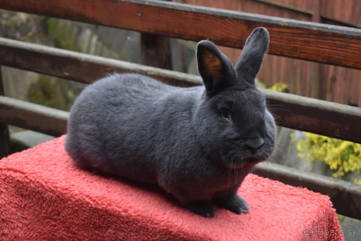 Predam Viedensky modry - 7