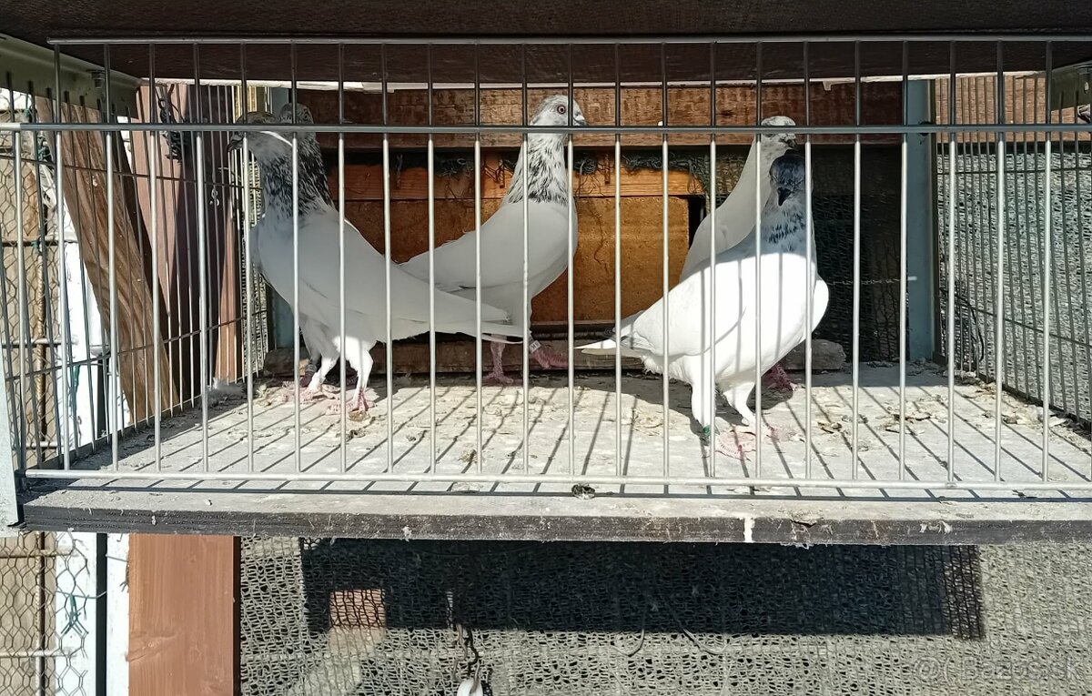 vysokoletky holuby - 7