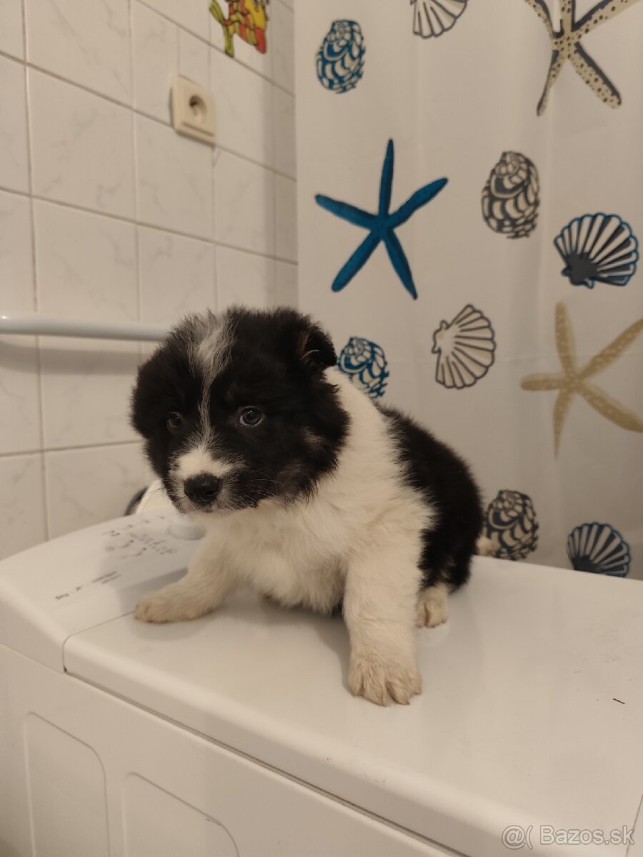 Border kólia - predám šteniatka - 7