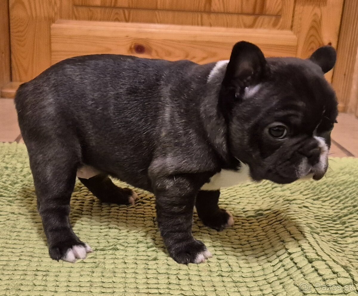 Francúzsky buldoček,buldog,bulldog - 7