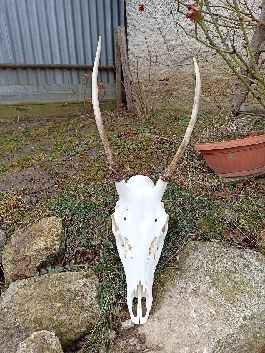 Vyváranie poľovníckych trofejí - 7