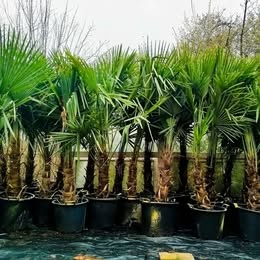 Mrazuvzdorne palmy trachycarpus Fortunei - 7