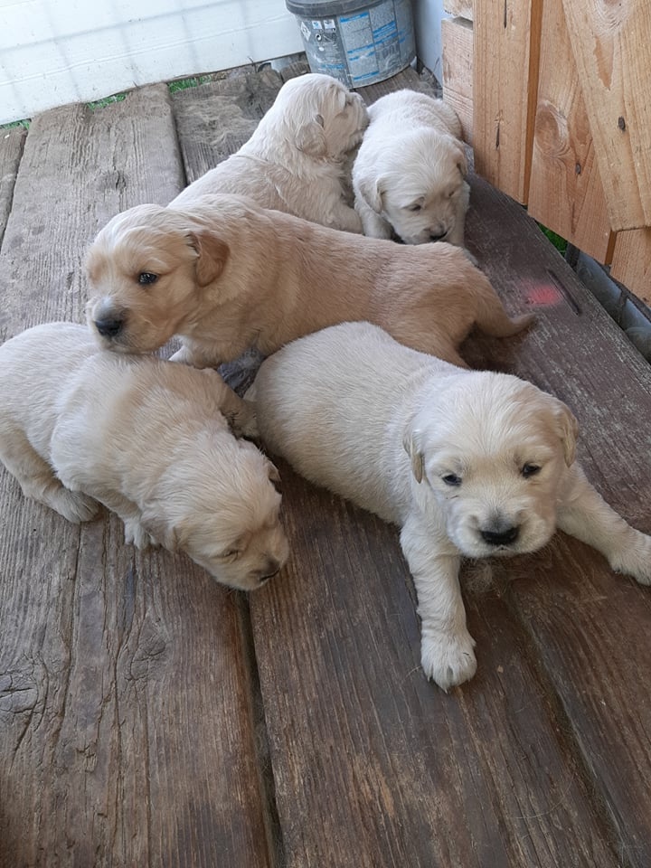 Zlatý retriever - 7