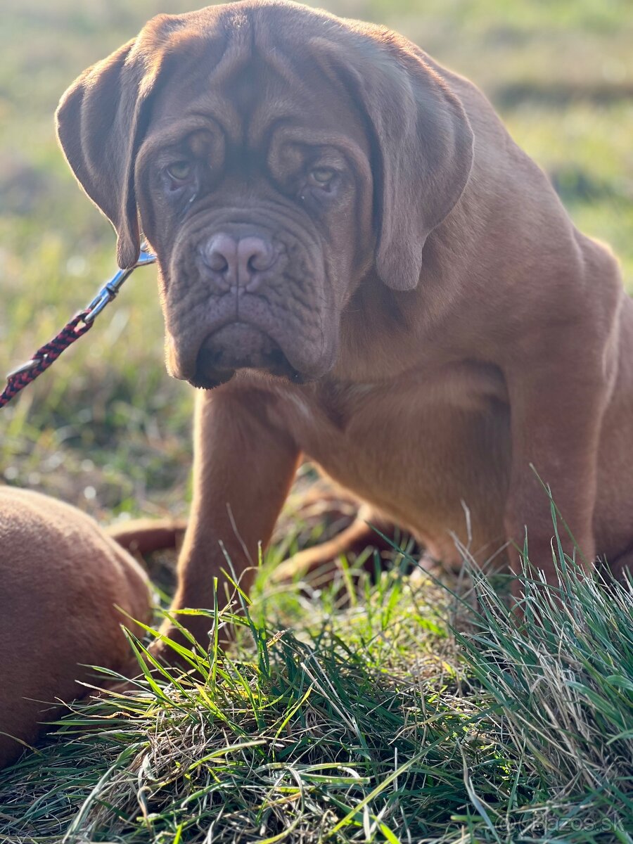 Bordeauxská doga s PP pes - 7