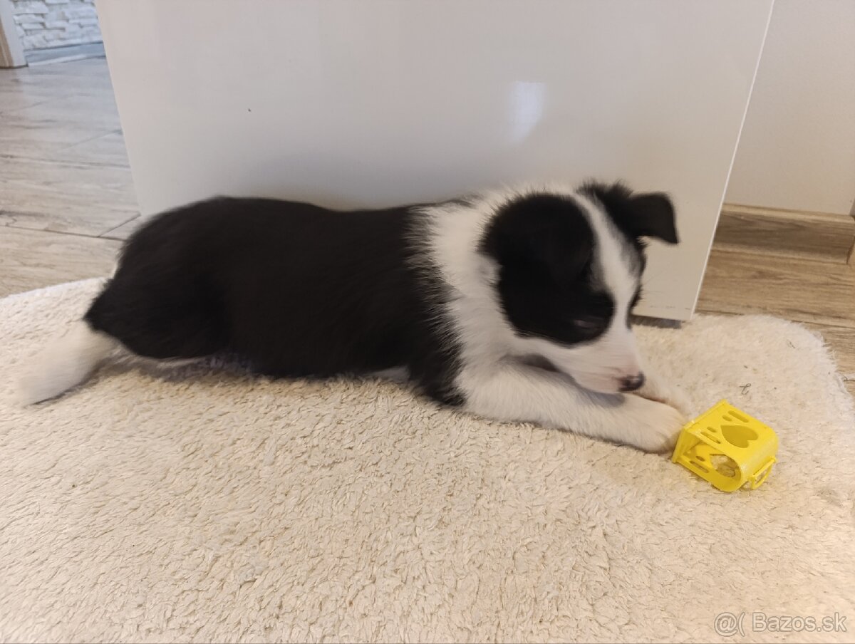 Border kolia - psík - 7