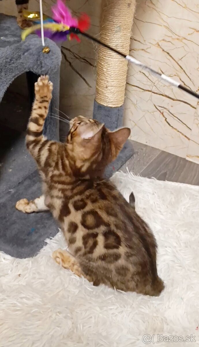 Bengálske mačiatka na predaj - 7