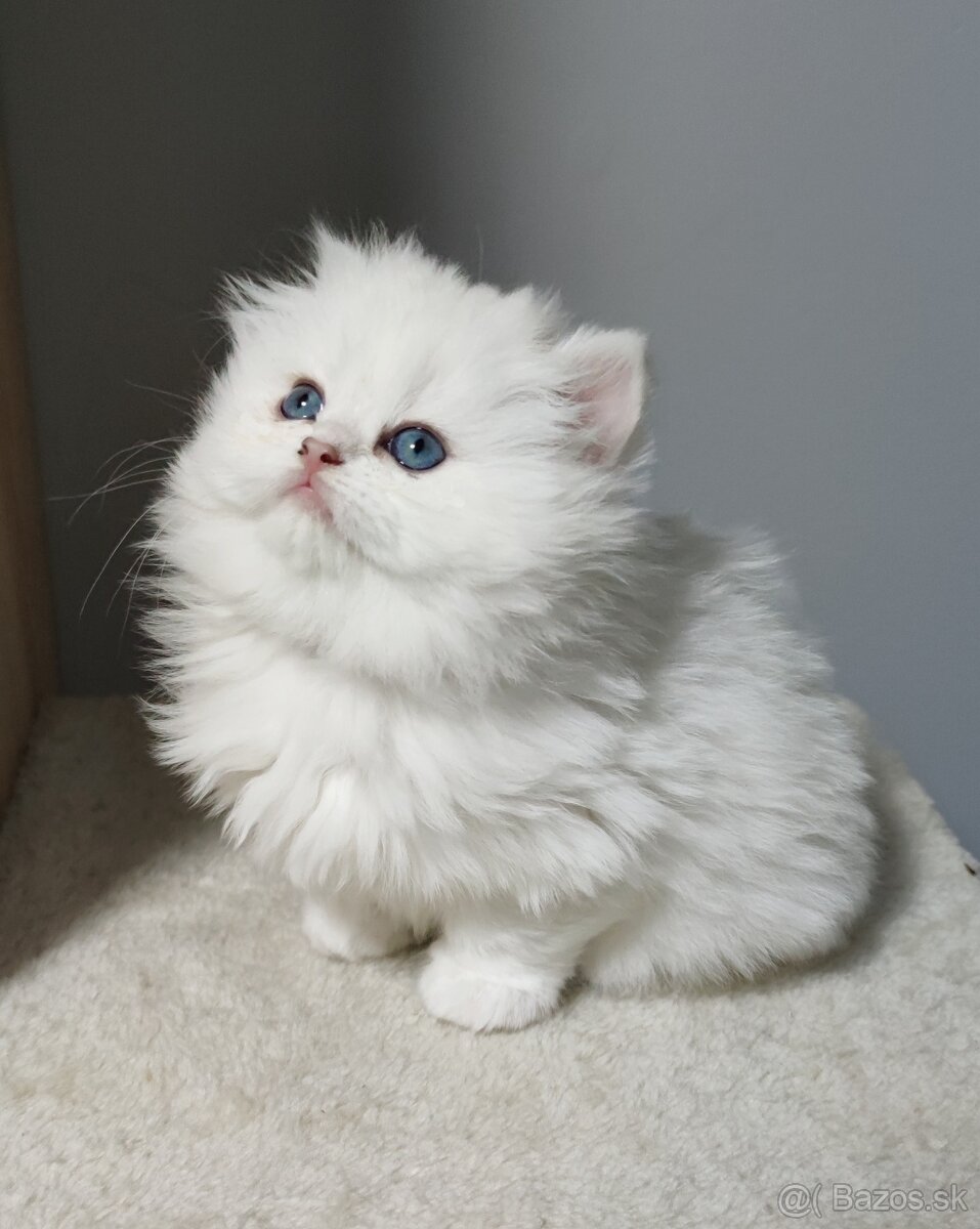 Britské mačiatka s PP❤️extra kvalita❤️ - 7