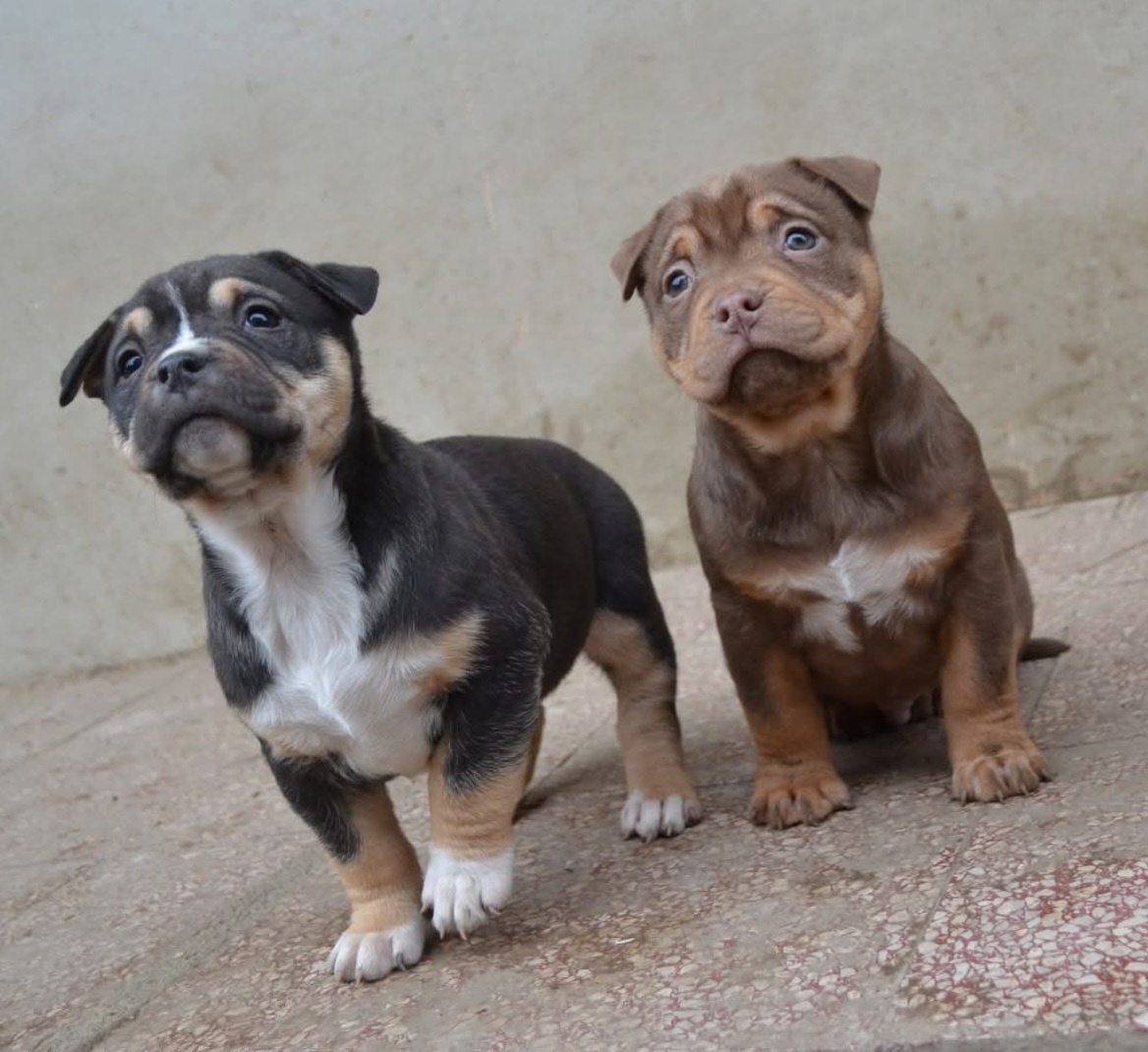 American bully pocket / shar pei (odber 14.11) - 7