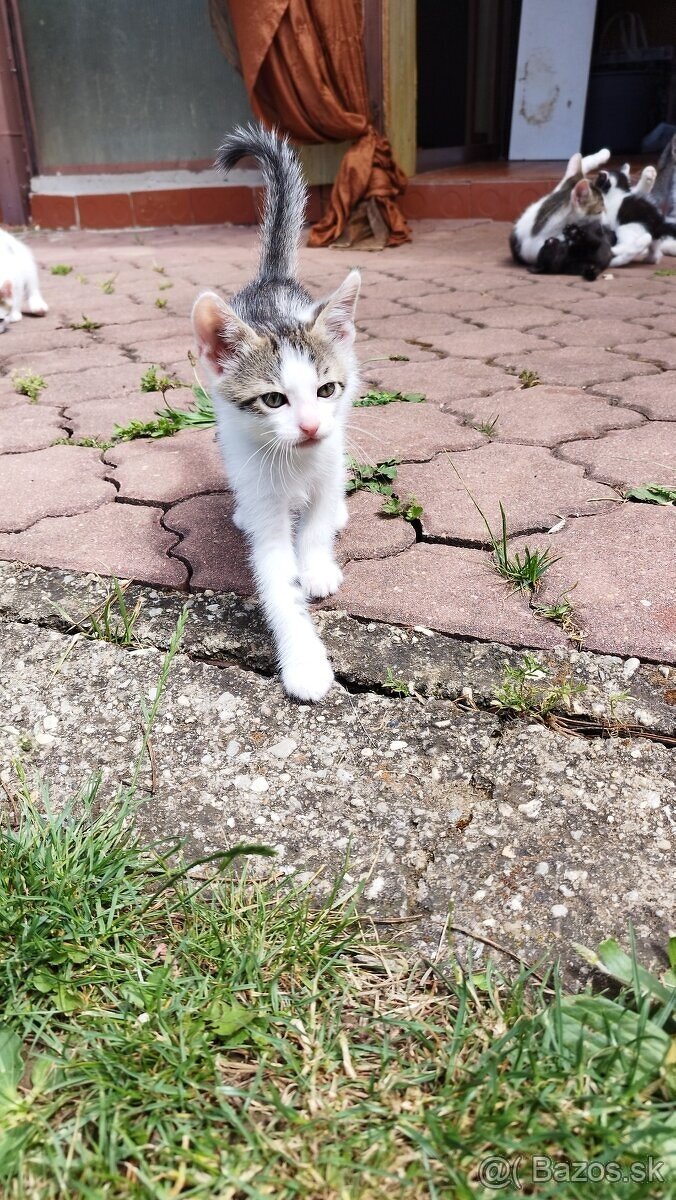 Mačiatka mačičky mačiatko - 7