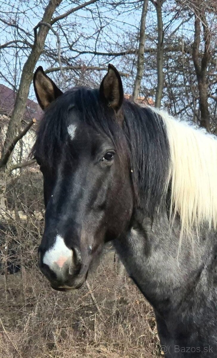 APH QH ZREBCE PRIPUSTANIE 2026 - 7