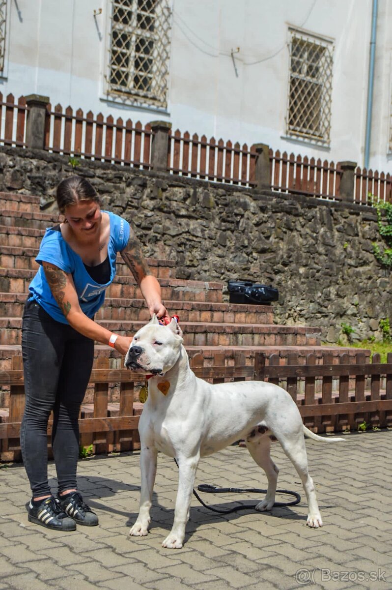 Argentínska doga - sučka s PP - 7