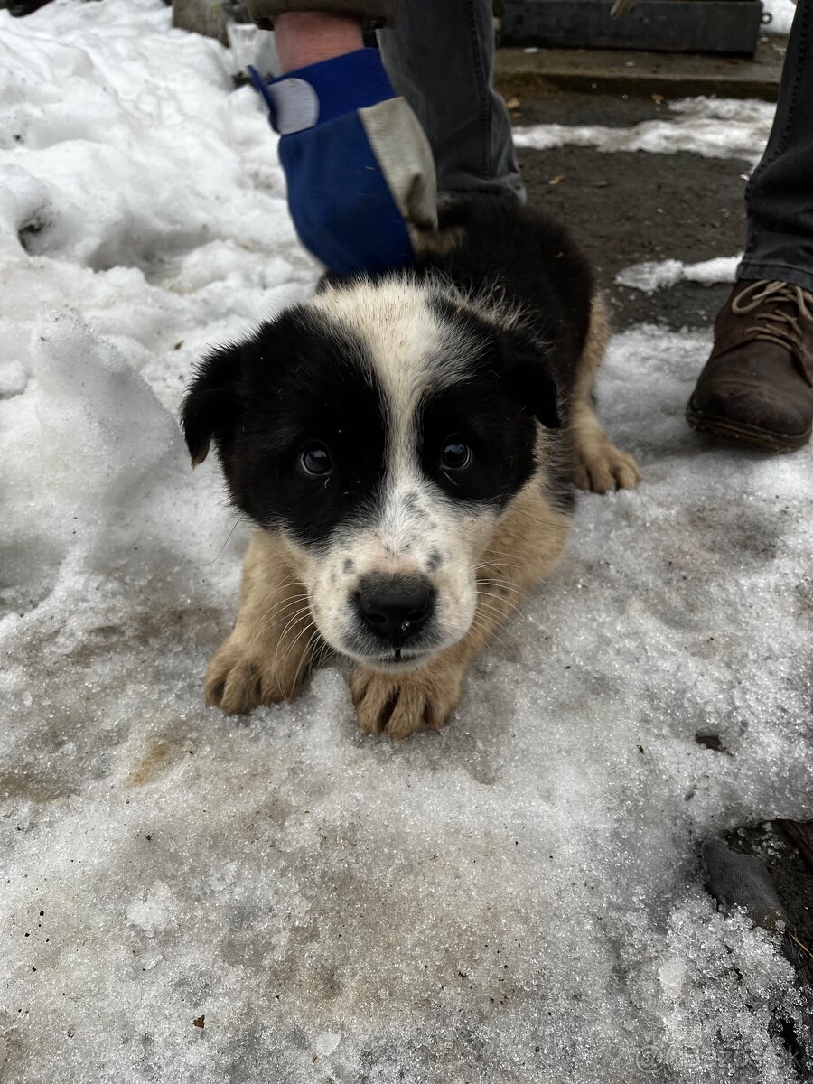 Stredoázijský ovčiak - 7