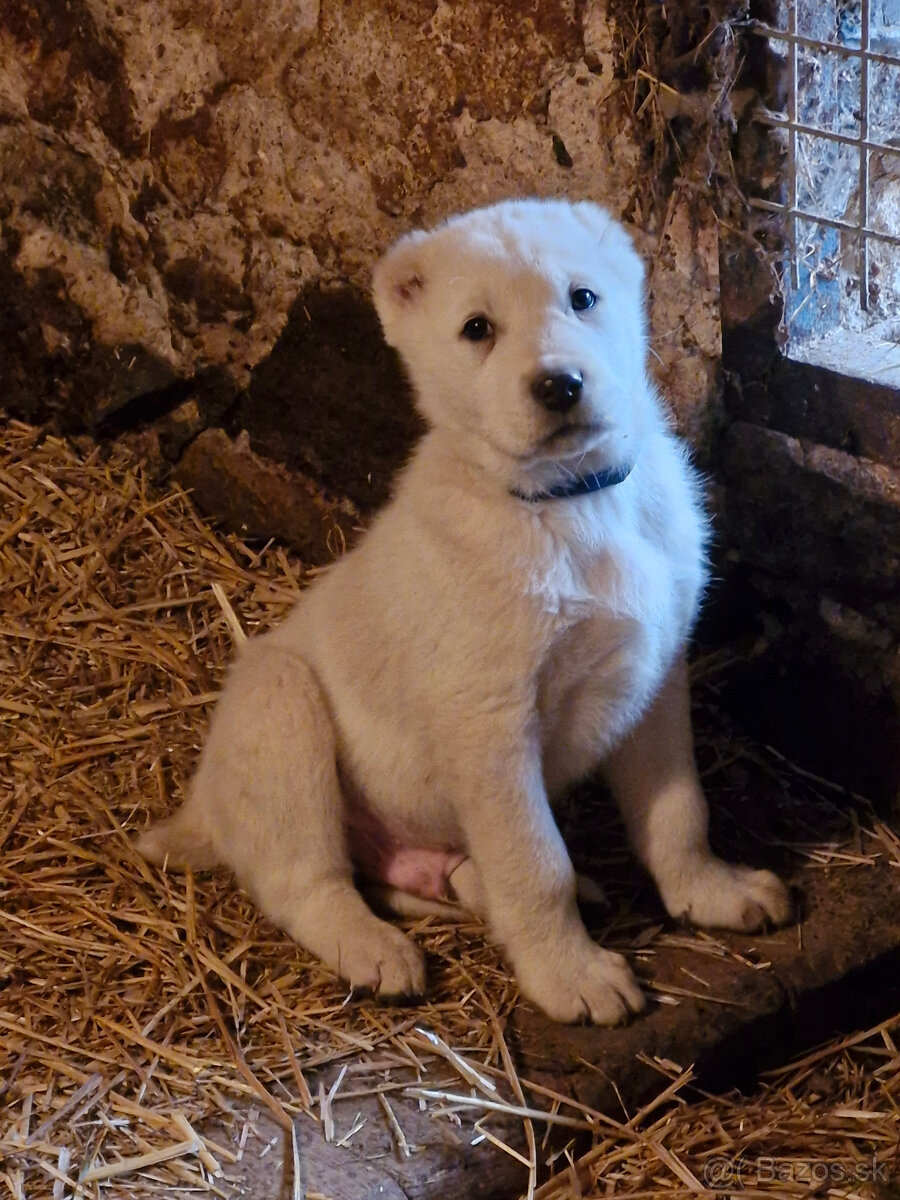 Stredoázijský ovčiak SAO s PP - 7