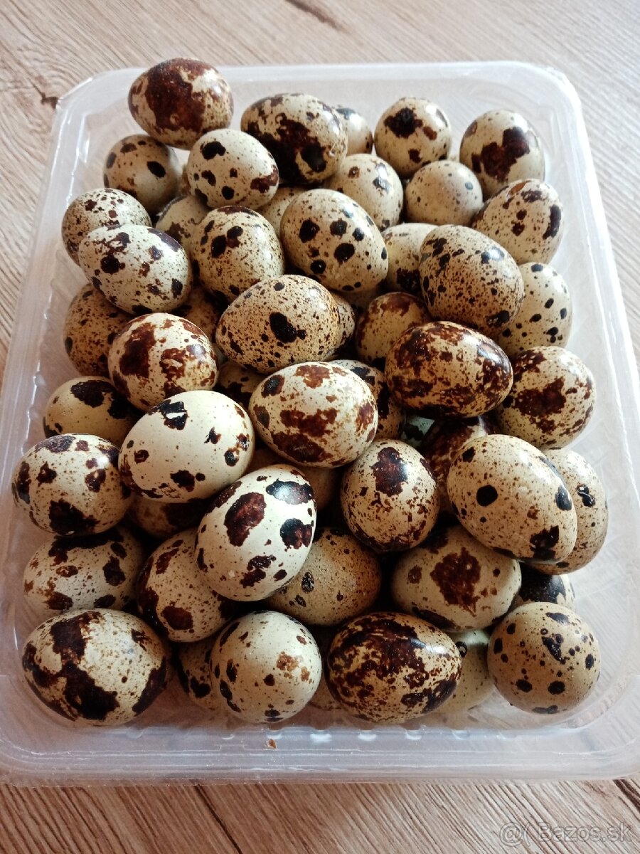 Prepeličie vajíčka, násadové vajíčka - 7
