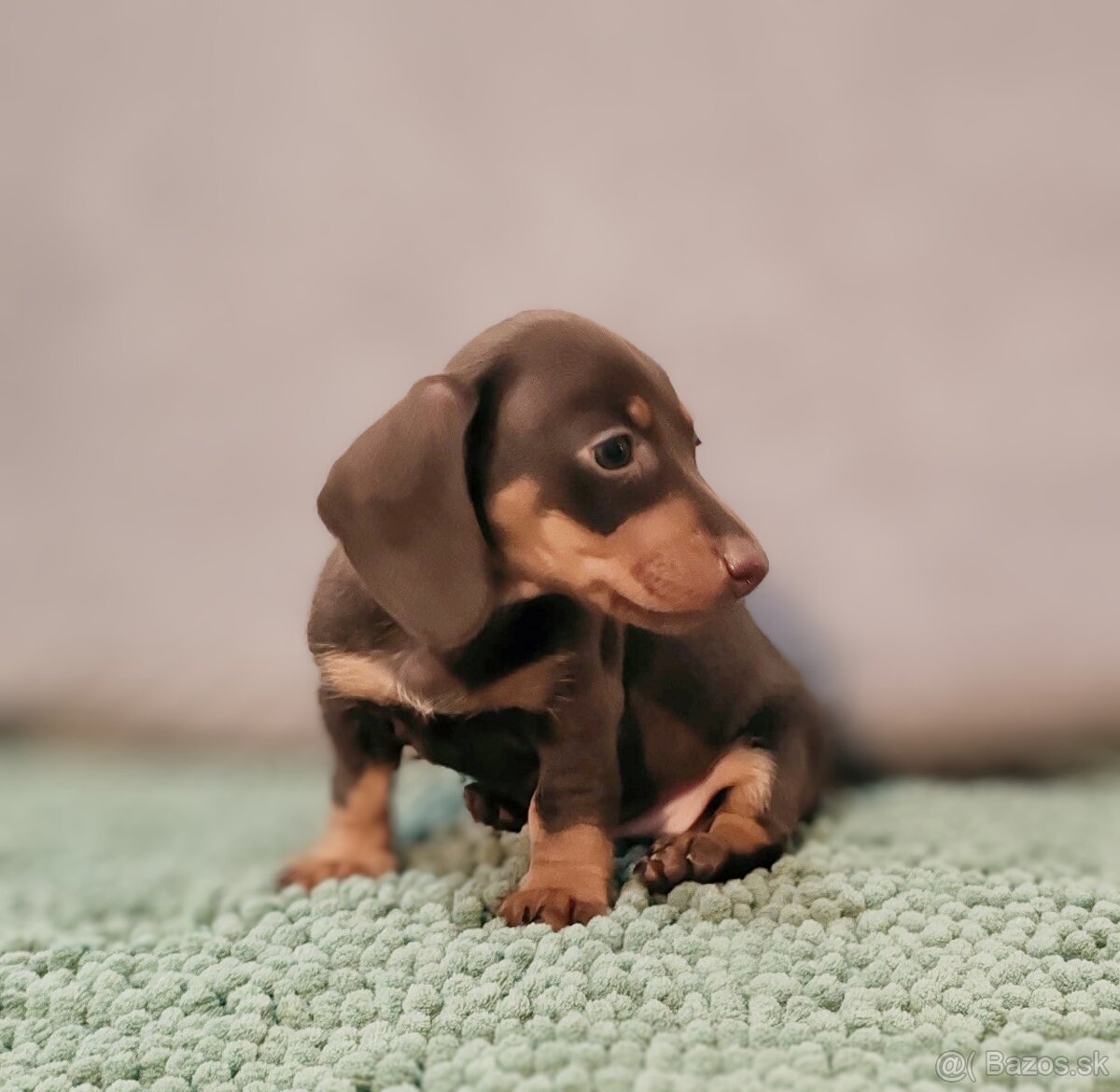 Jazvečík trpasličí - 7